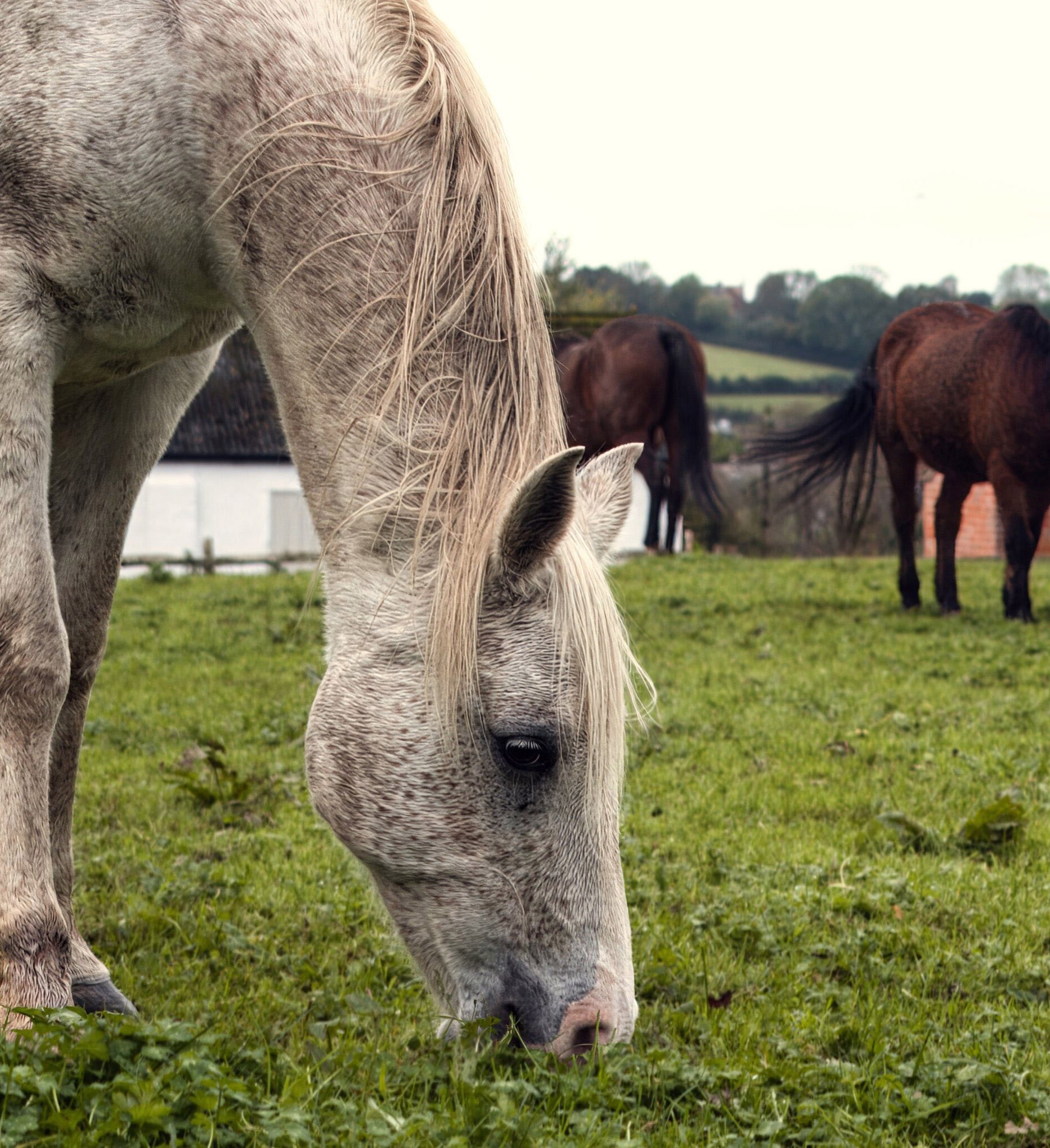Horses Large