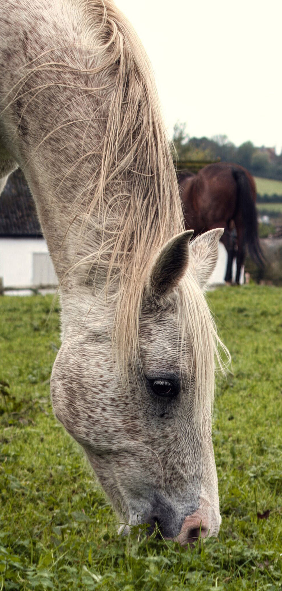 Horses Medium